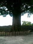 kumamoto010.jpg